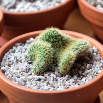 Cleistocactus winteri f. cristata - Queue de rat dorée