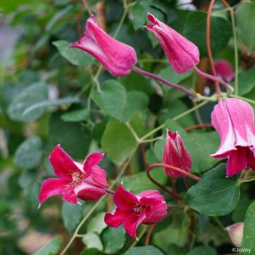 Clématite - Clematis texensis Notre-Dame de Paris