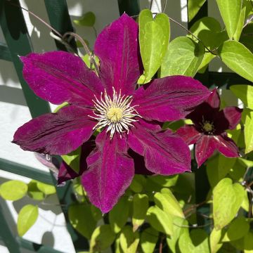 Clématite à grandes fleurs Niobe