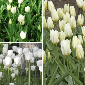 Collection 2 mois de Tulipes Blanches