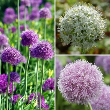 Collection 10 Alliums