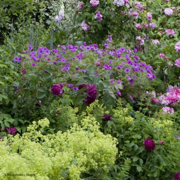 Collection Géranium Longue floraison