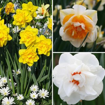 Collection narcisses doubles