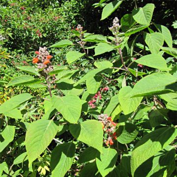 Colquhounia coccinea