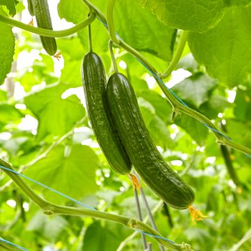 Concombre Bella F1 - Cucumis sativus