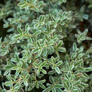 Coprosma Pacific Night