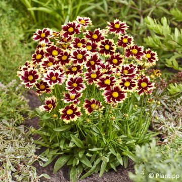 Coreopsis grandiflora Sonnenkind - Oeil de Jeune Fille