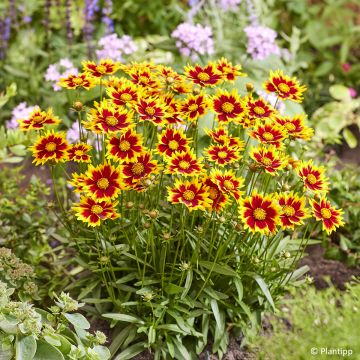 Coreopsis grandiflora Sonnenkind - Oeil de Jeune Fille