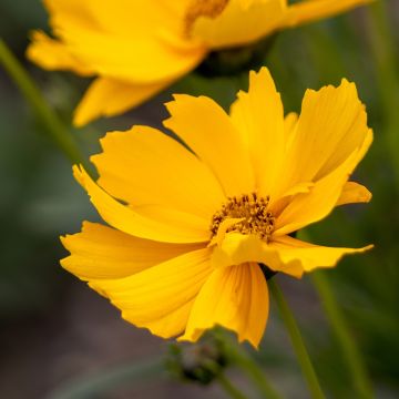 Coreopsis à grandes fleurs Badengold - Coreopsis grandiflora Badengold