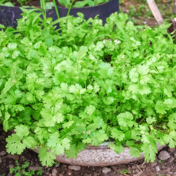 Coriandre cultivée
