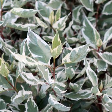 Cornus alba Ivory Halo ® Noble ® - Cornouiller blanc panaché