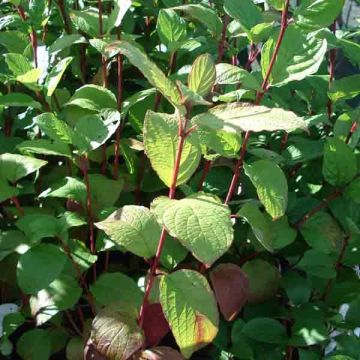 Cornus alba Kesselringii - Cornouiller blanc à bois acajou