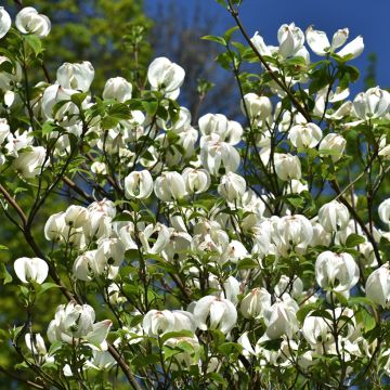 Cornus ou Cornouiller Florida subsp. Urbiniana