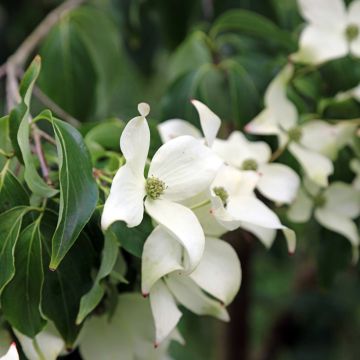 Cornus kousa Cappucino® - Cornouiller du Japon