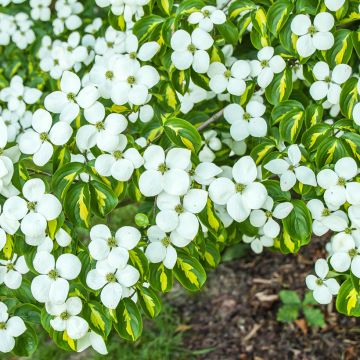 Cornus kousa Cappucino® - Cornouiller du Japon