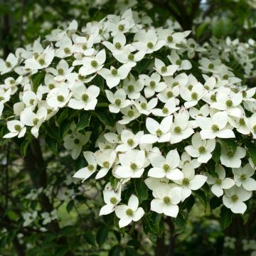 Cornus kousa Schmetterling - Cornouiller du Japon