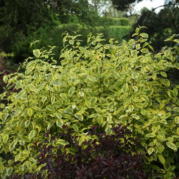 Cornus sericea White Gold - Cornouiller stolonifère panaché.