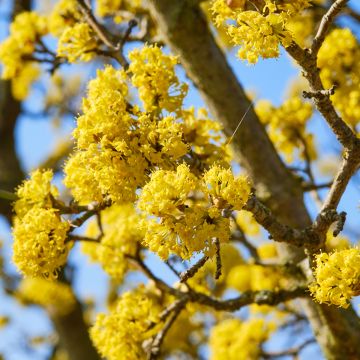Cornus mas Kazanlak - Cornouiller mâle