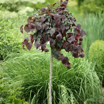 Noisetier tortueux, Corylus avellana contorta