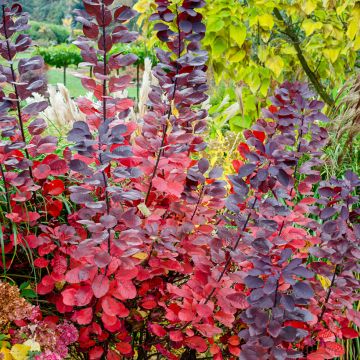 Cotinus Grace