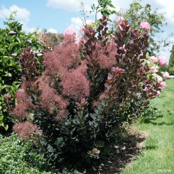 Cotinus coggygria Magical Torch - Arbre à perruque