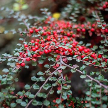 Cotoneaster horizontalis - Cotonéaster rampant