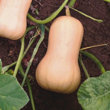Courge Butternut Hunter