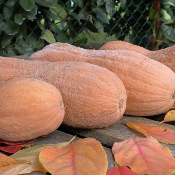 Courge musquée Violina bio - Ferme de Sainte Marthe