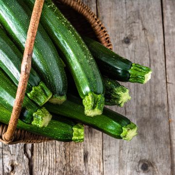 Courgette Venus F1
