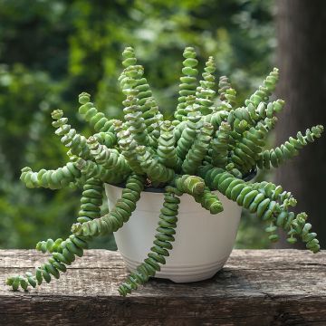 Crassula perforata