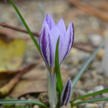 Crocus à safran blanc