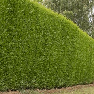 Cyprès de Leyland - Cupressocyparis x leylandii Atro