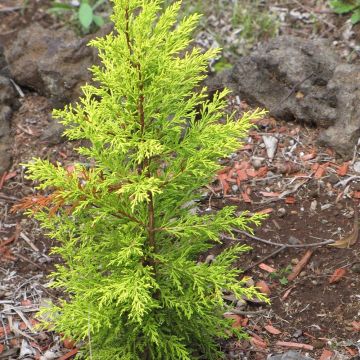 Cyprès de Monterey (Lambert) Wilma - Cupressus macrocarpa