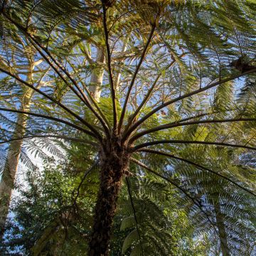 Cyathea australis - Fougère arborescente