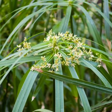 Graines de Papyrus des fleuristes - Cyperus alternifolius