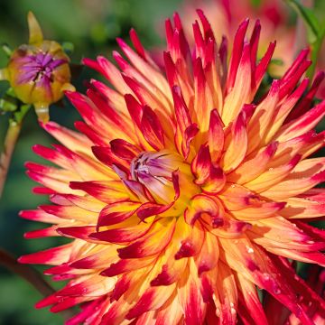 Dahlia semi cactus Hollyhill Black Beauty