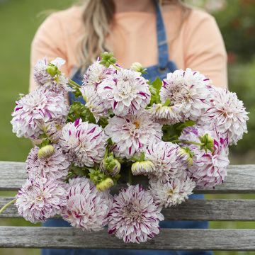 Dahlia décoratif Erna Panzer