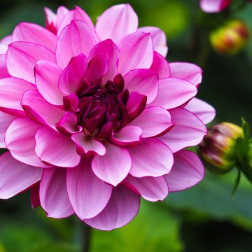 Dahlia Dalina® Maxi Bonita - Dahlia des Jardins double