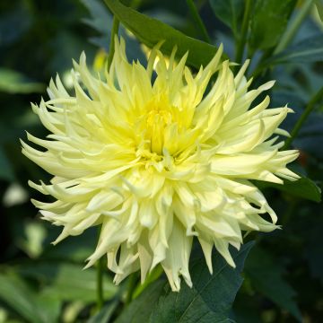 Dahlia Kogane Fubiki