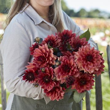 Dahlia décoratif Erna Panzer