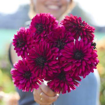 Dahlia Deuil du Roi Albert