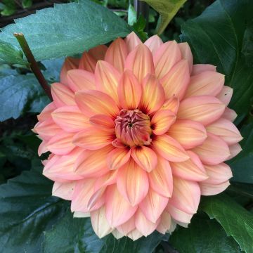 Dahlia Décoratif Nicholas