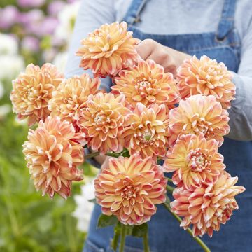 Dahlia décoratif Erna Panzer