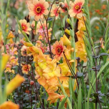 Glaïeul ou Gladiolus Break of Dawn