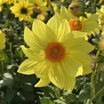Dahlia Knock Out / Mystic Illusion
