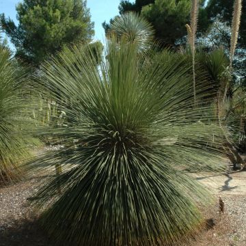 Dasylirion longissimum