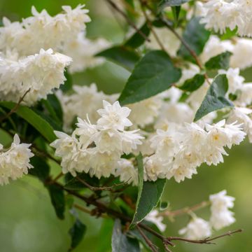 Deutzia crenata Pride of Rochester