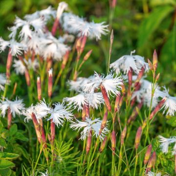Dianthus Berlin Snow - Oeillet nain