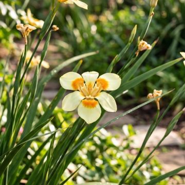 Dietes bicolor - Iris espagnol