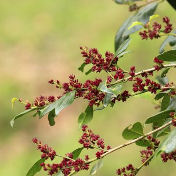 Distylium racemosum